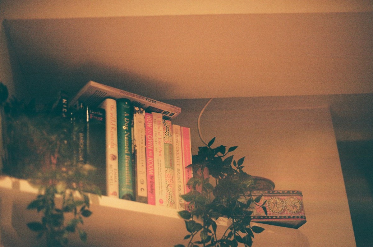 Books and houseplants arranged on shelves in warm light