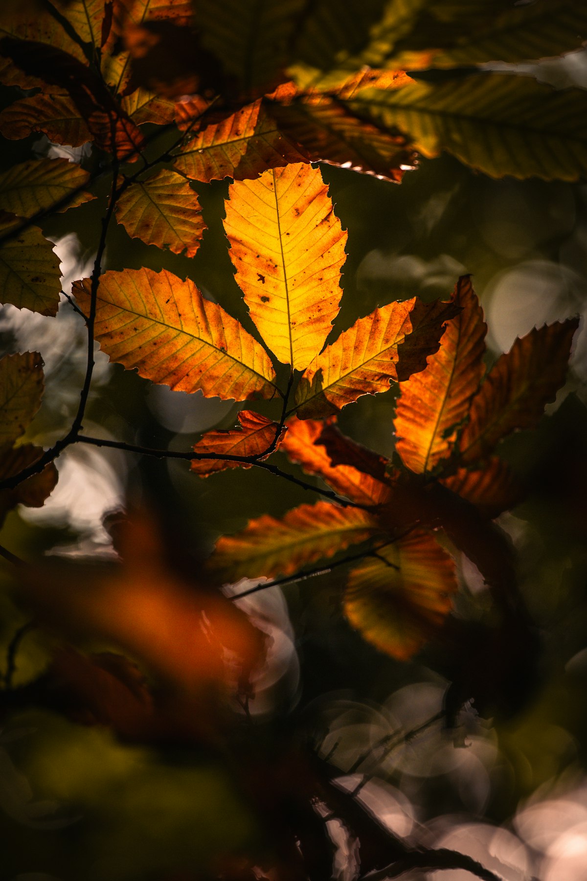 Autumn leaves glowing in warm sunlight