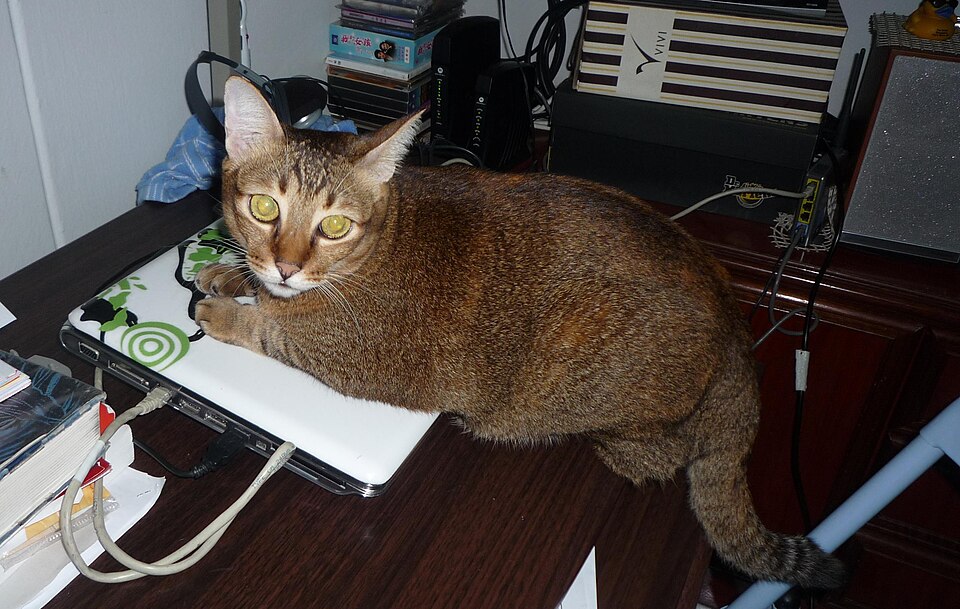 Cat on a laptop
