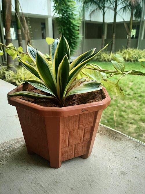 Senciveria plant pot