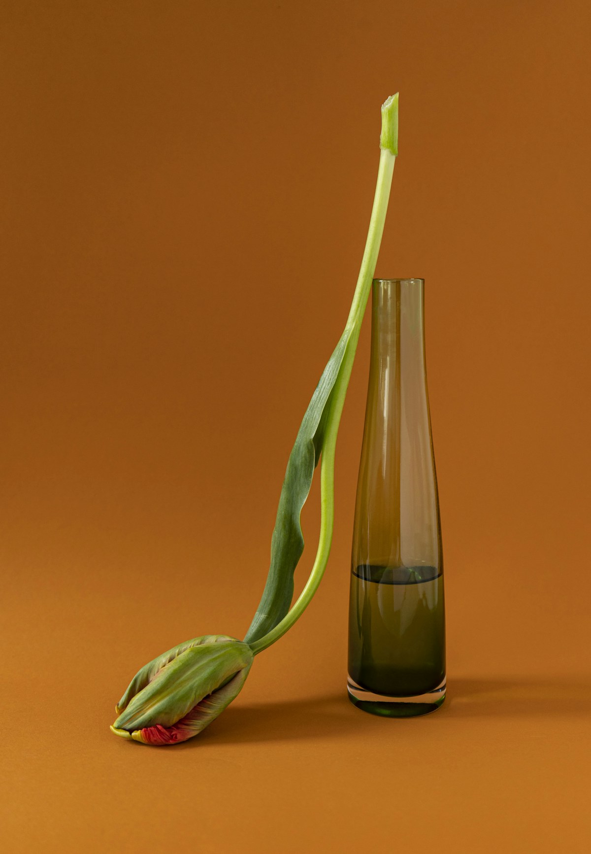 A drooping tulip beside a slender glass vase on an orange background